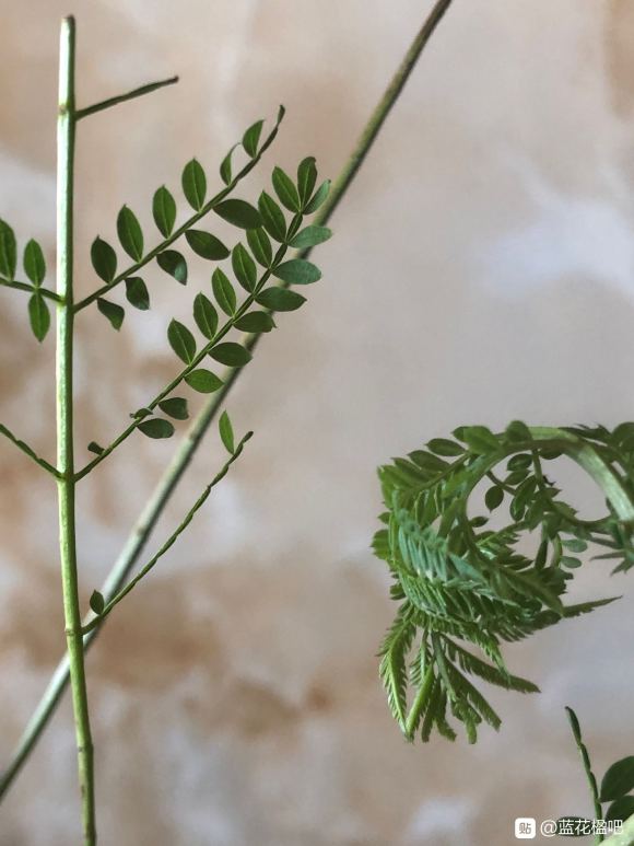 在淘宝上买的蓝花楹,种子或者树苗是真的还是假的合欢树或者