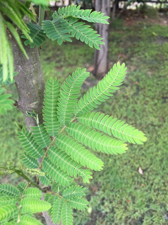 在淘宝上买的蓝花楹,种子或者树苗是真的还是假的合欢树或者