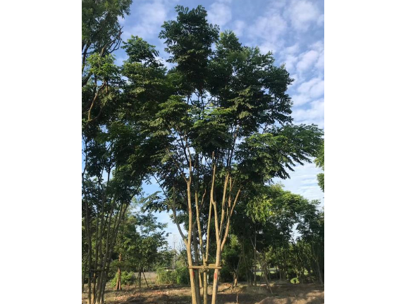 蓝花楹求购蓝花楹基地