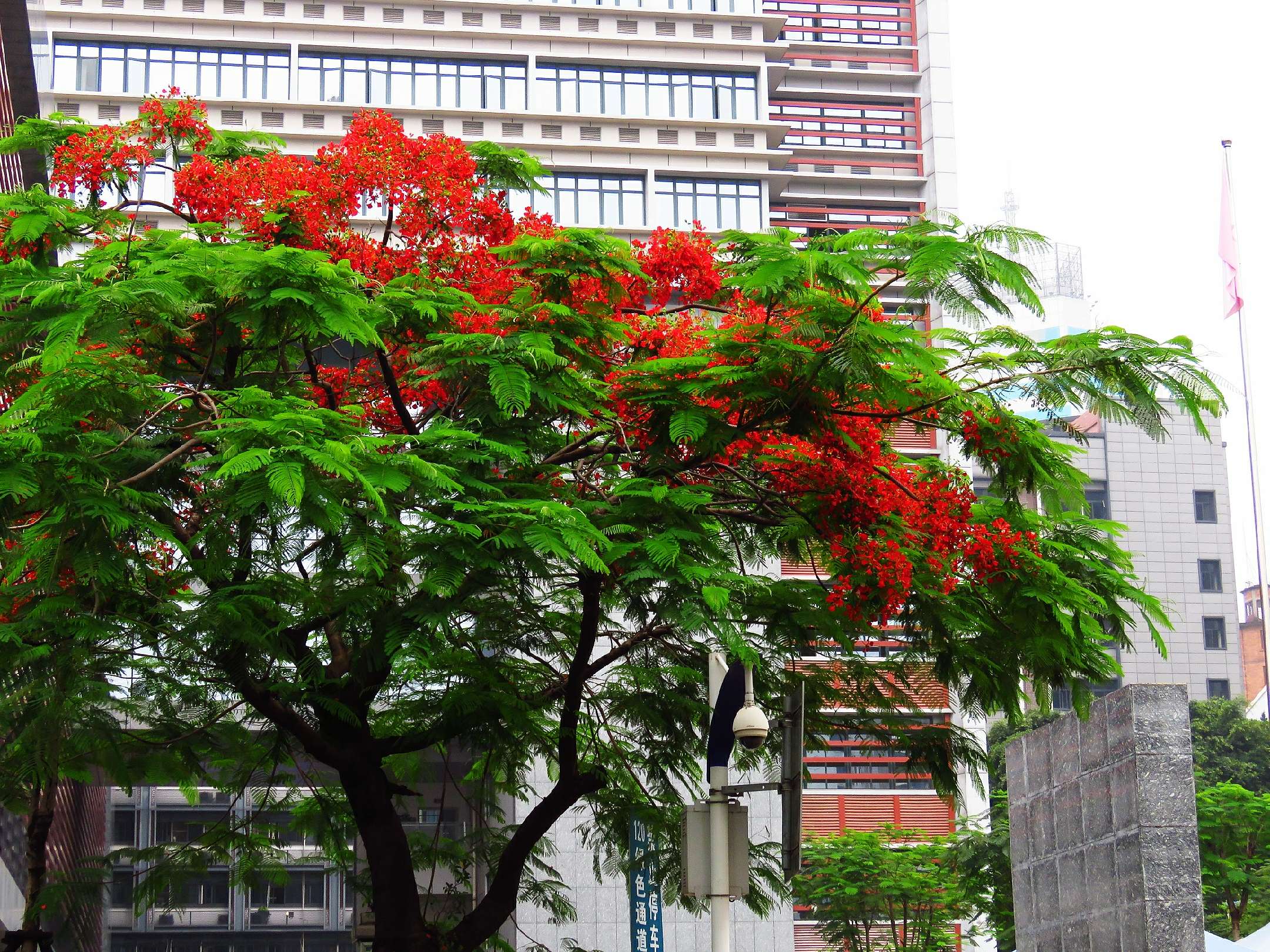 蓝花楹和红花楹的区别