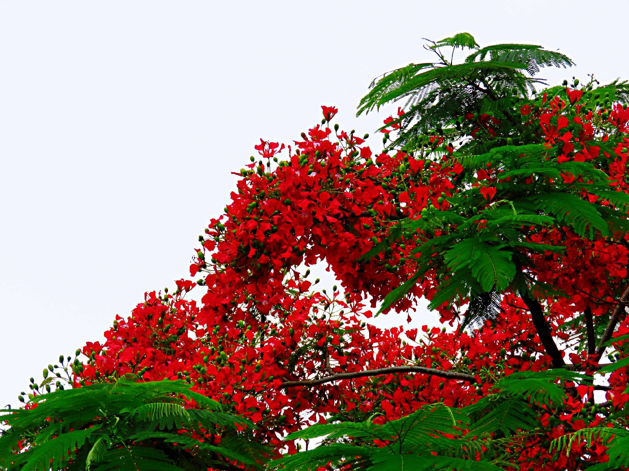 蓝花楹和红花楹的区别