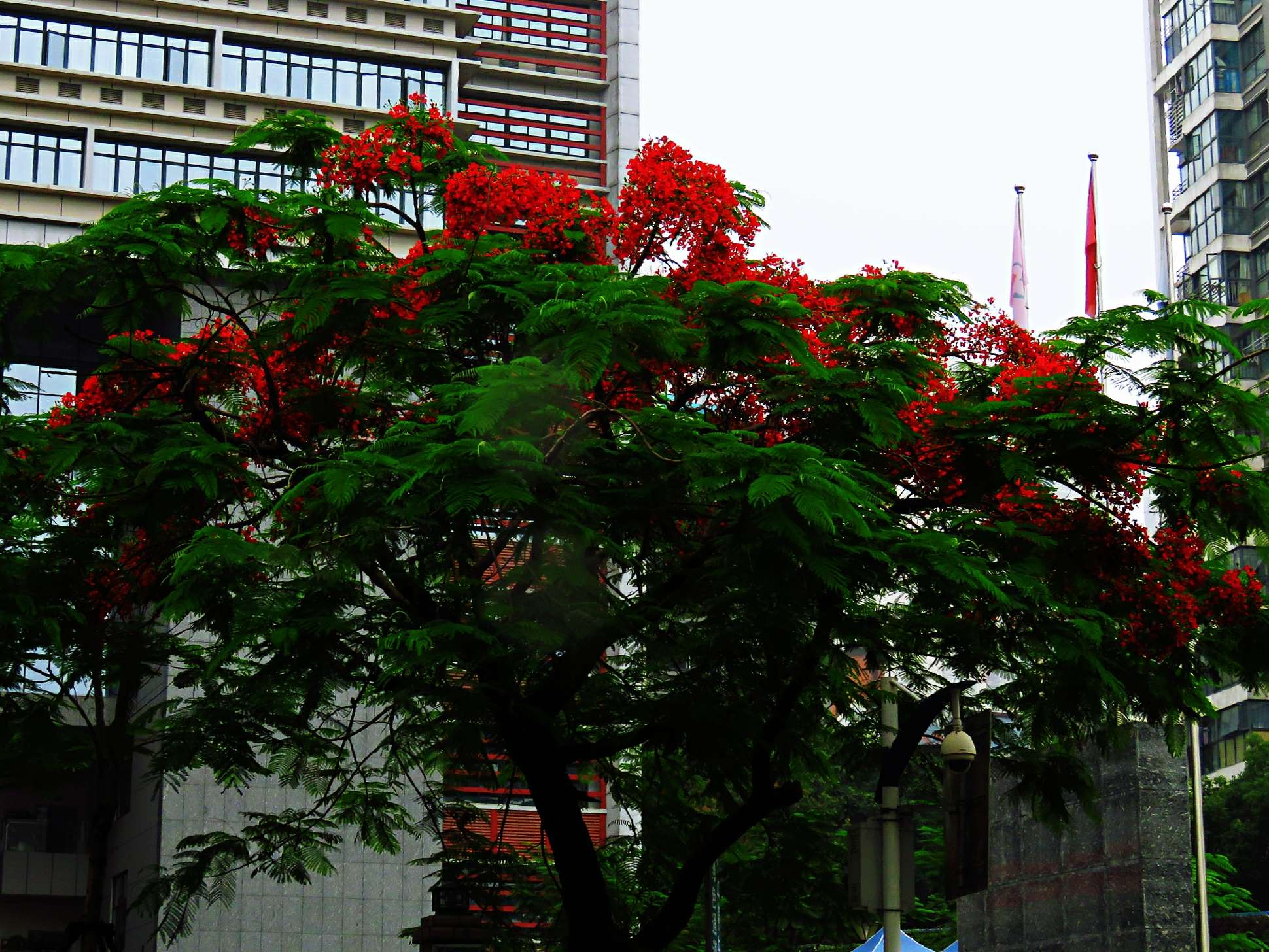 蓝花楹和红花楹的区别