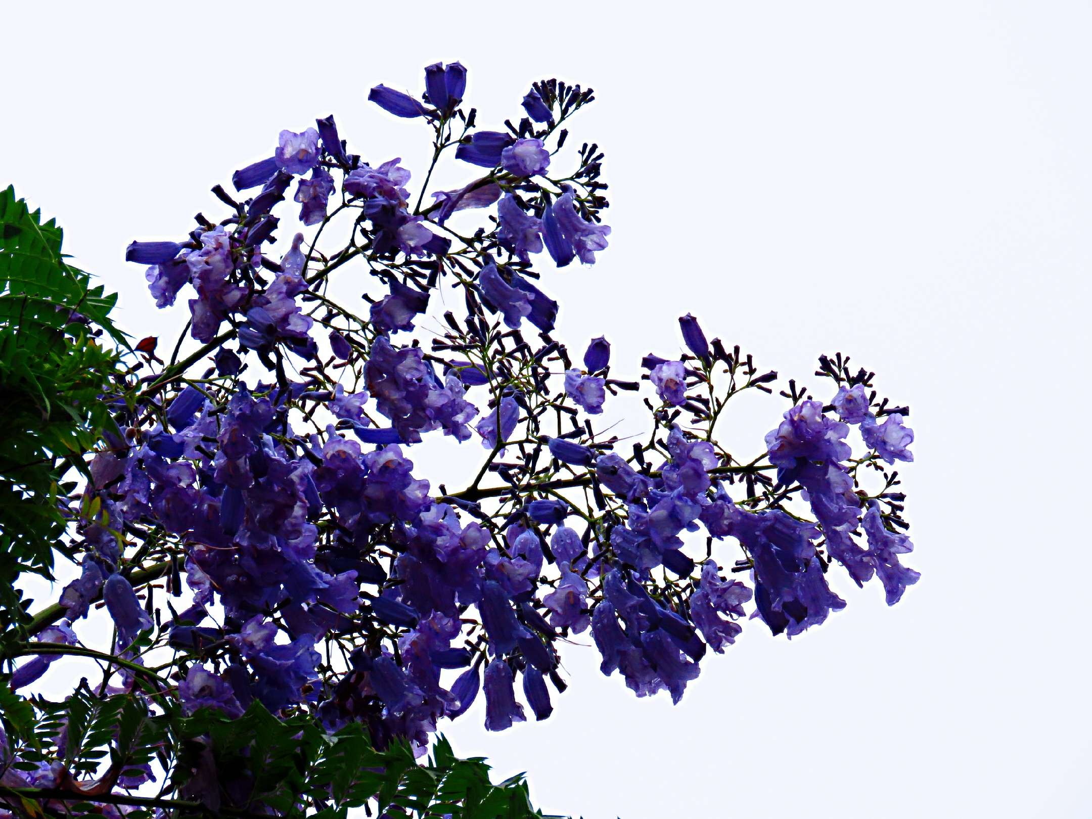 蓝花楹和红花楹的区别