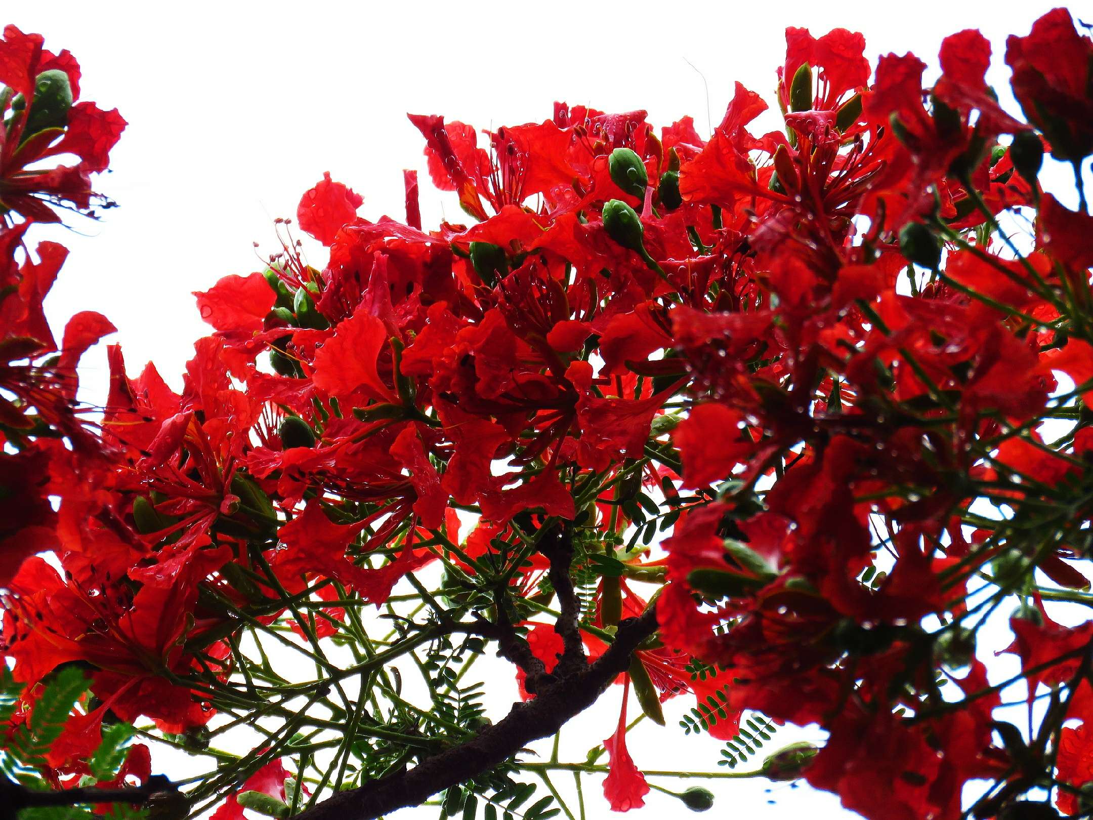 蓝花楹和红花楹的区别