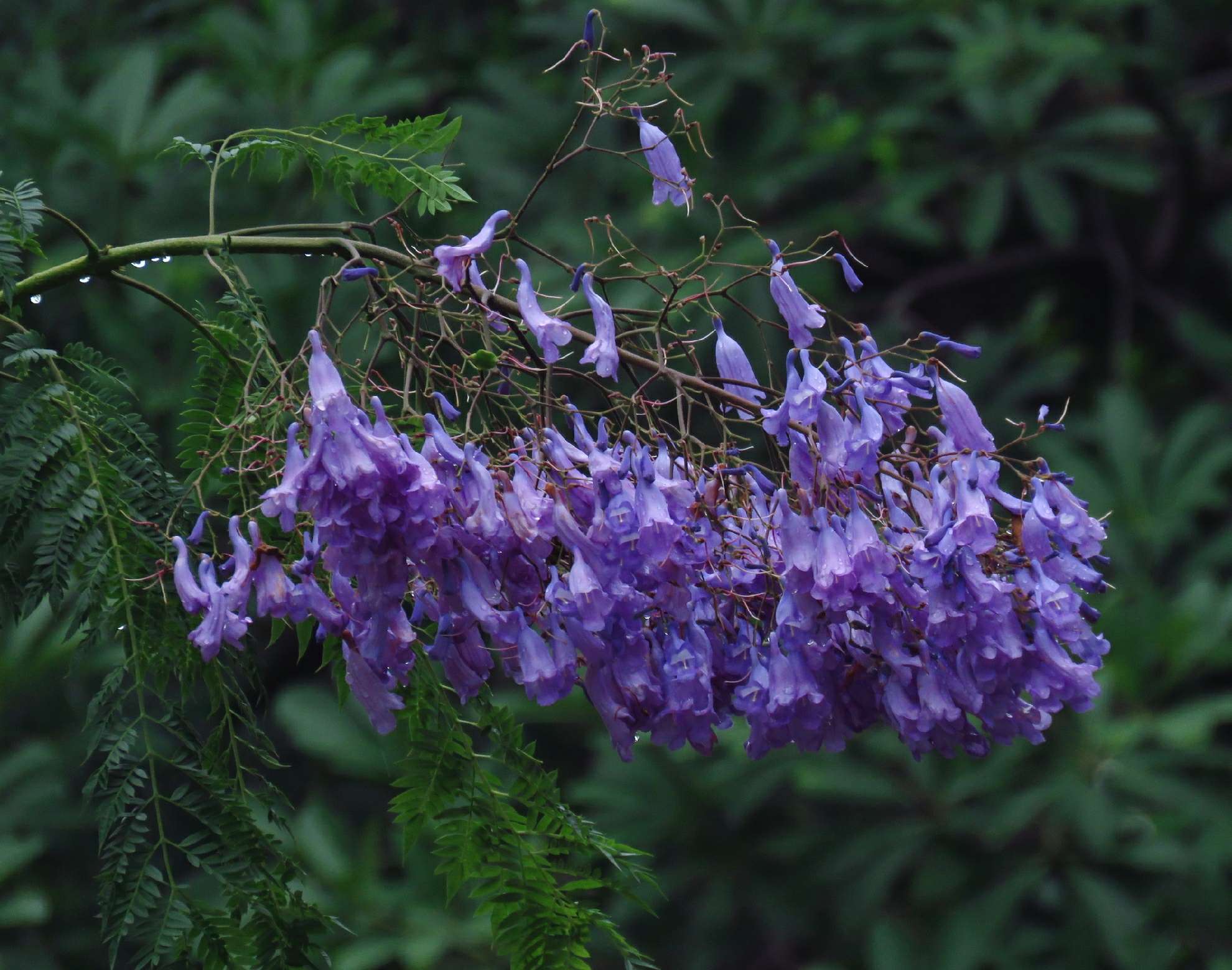 蓝花楹和红花楹的区别