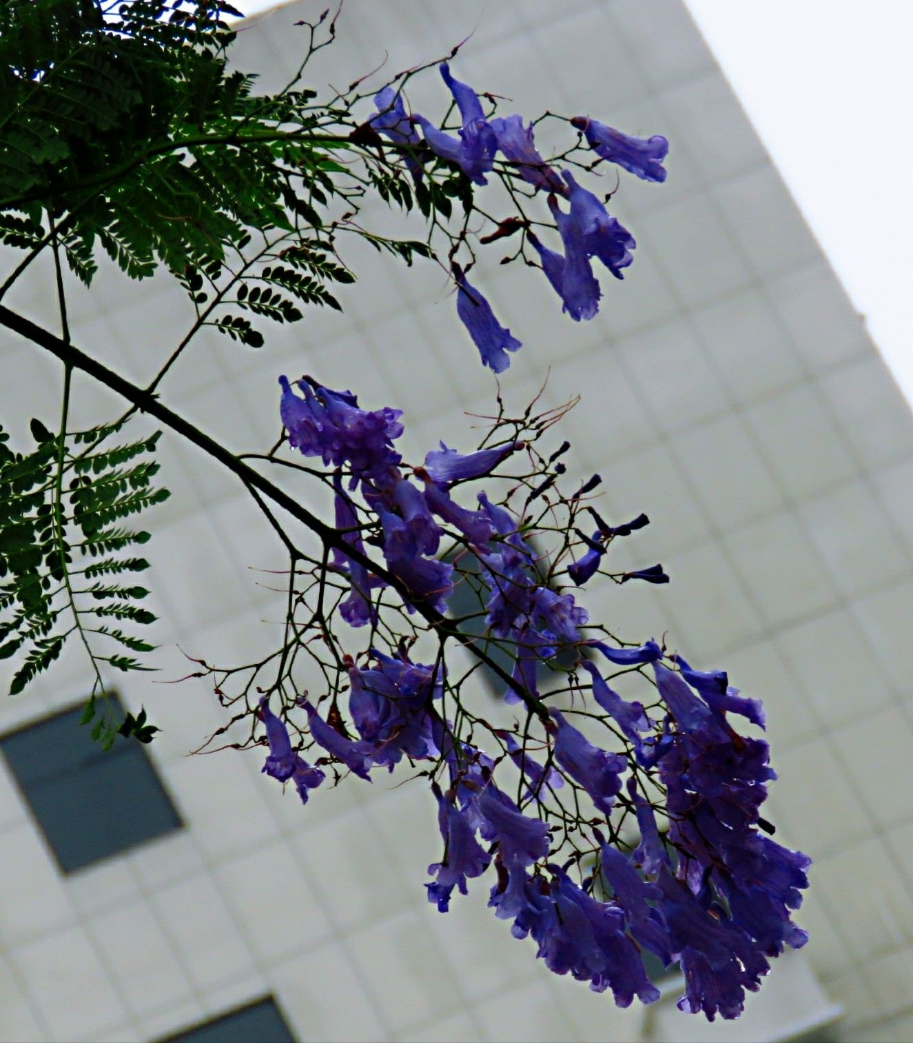 蓝花楹和红花楹的区别