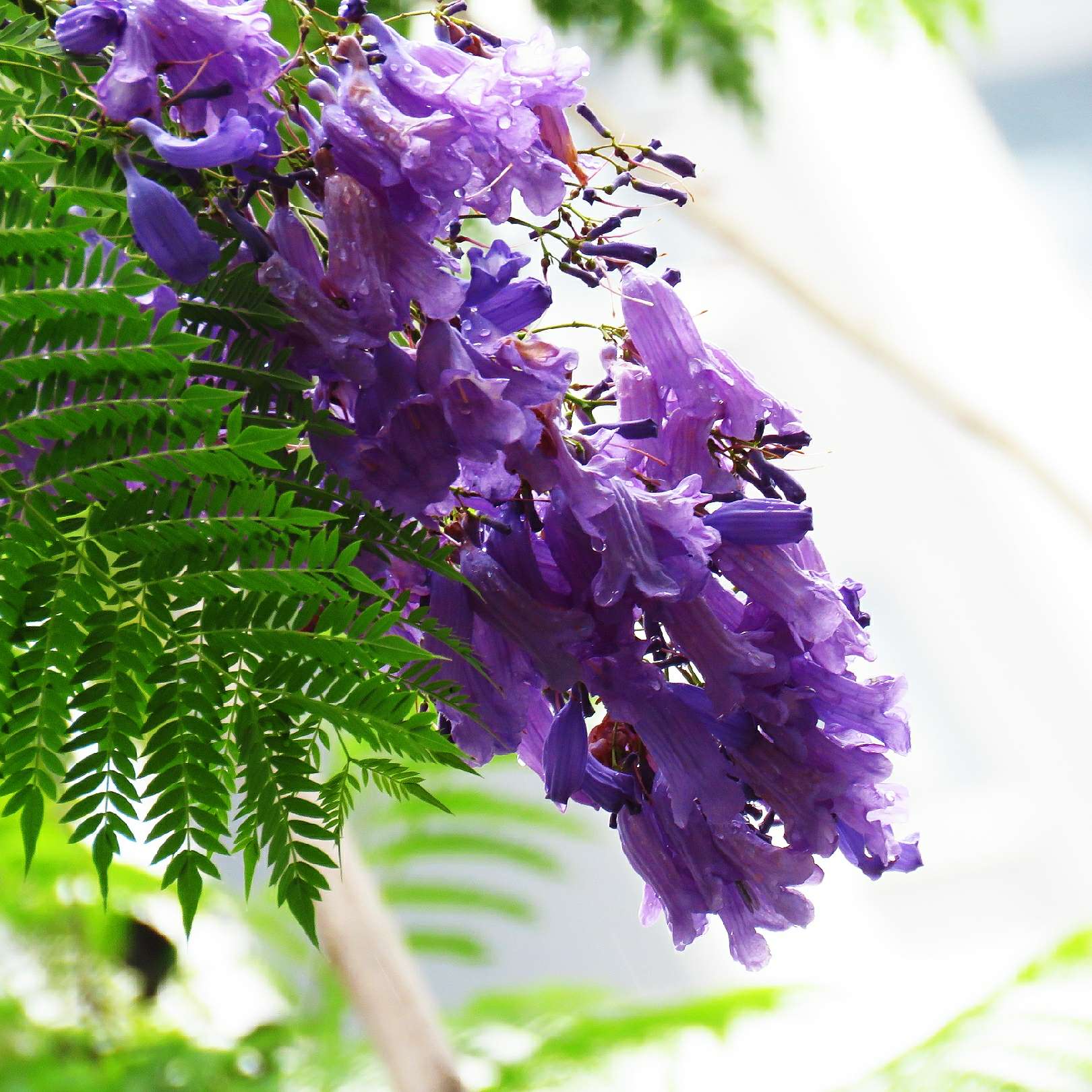 蓝花楹和红花楹的区别