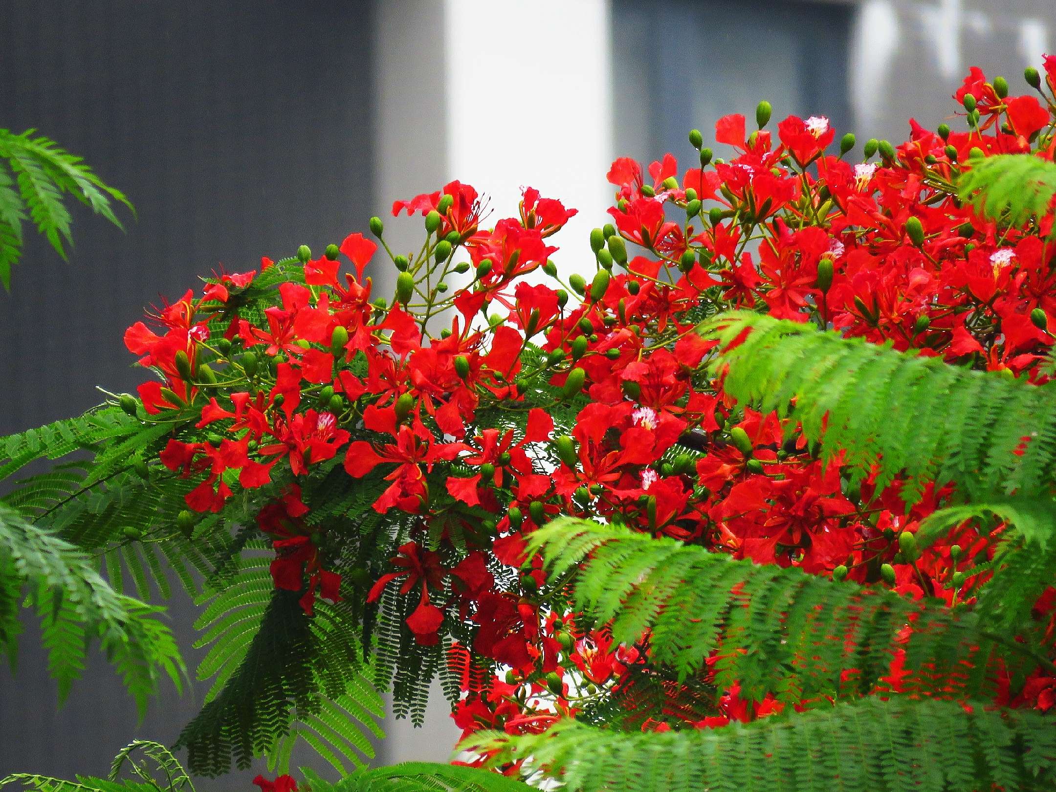 蓝花楹和红花楹的区别