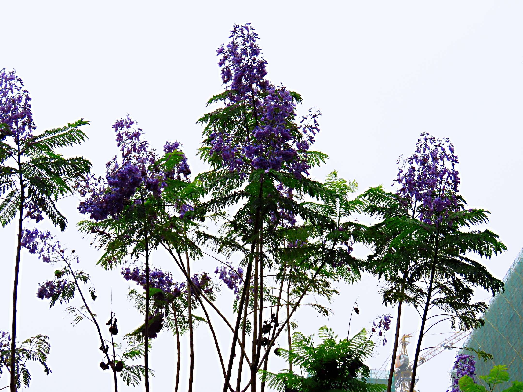 蓝花楹和红花楹的区别