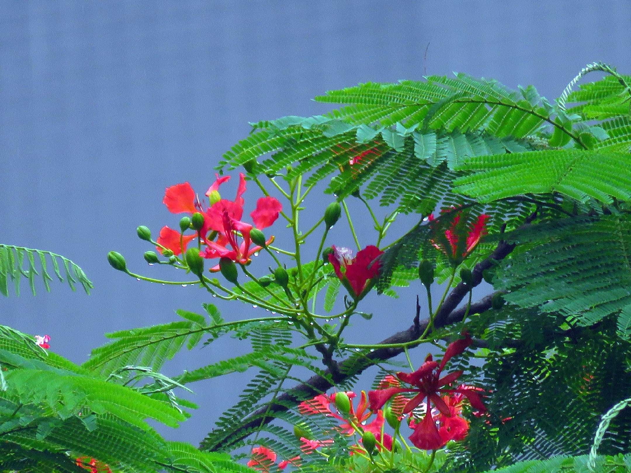 蓝花楹和红花楹的区别