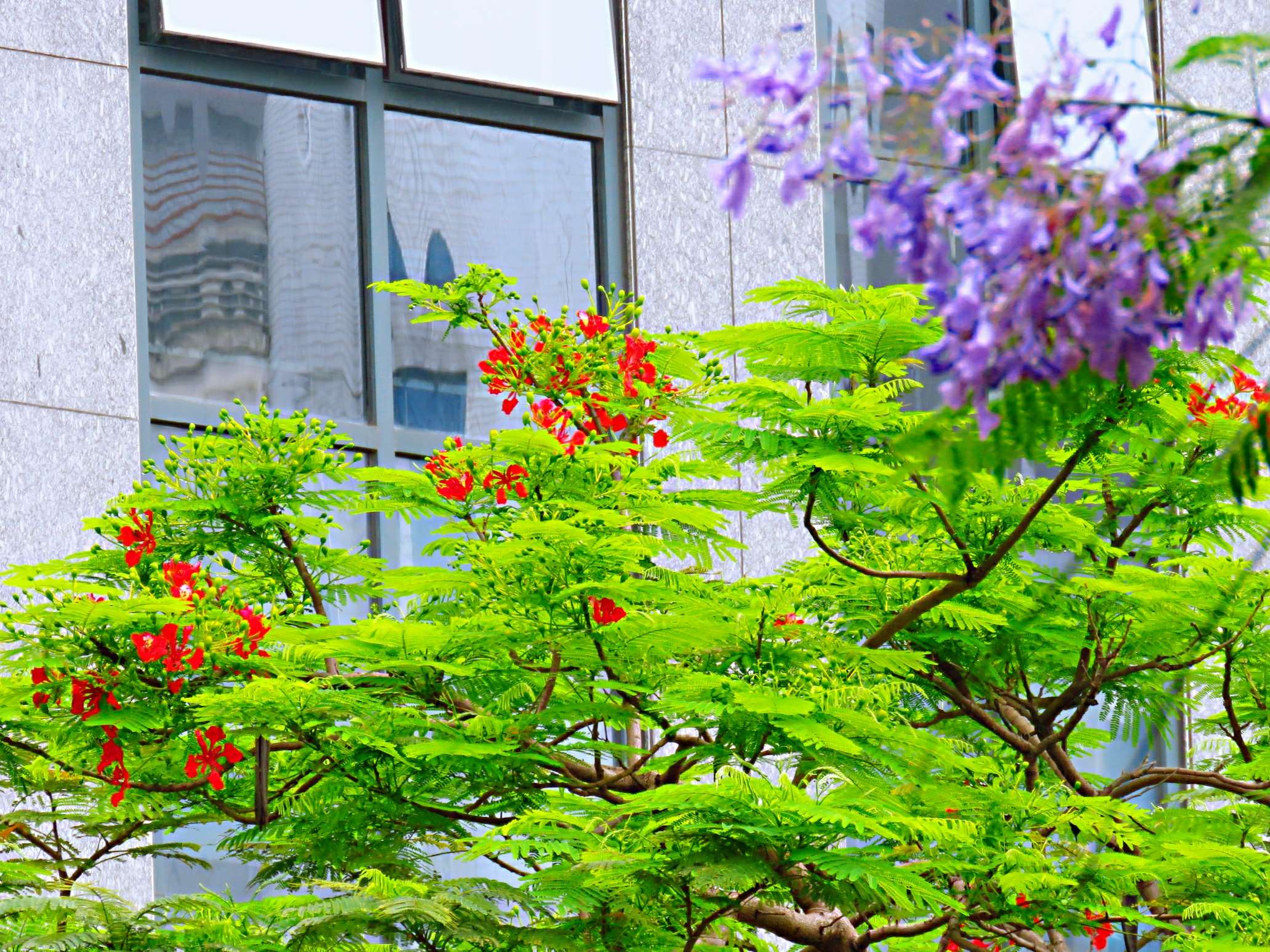 蓝花楹和红花楹的区别