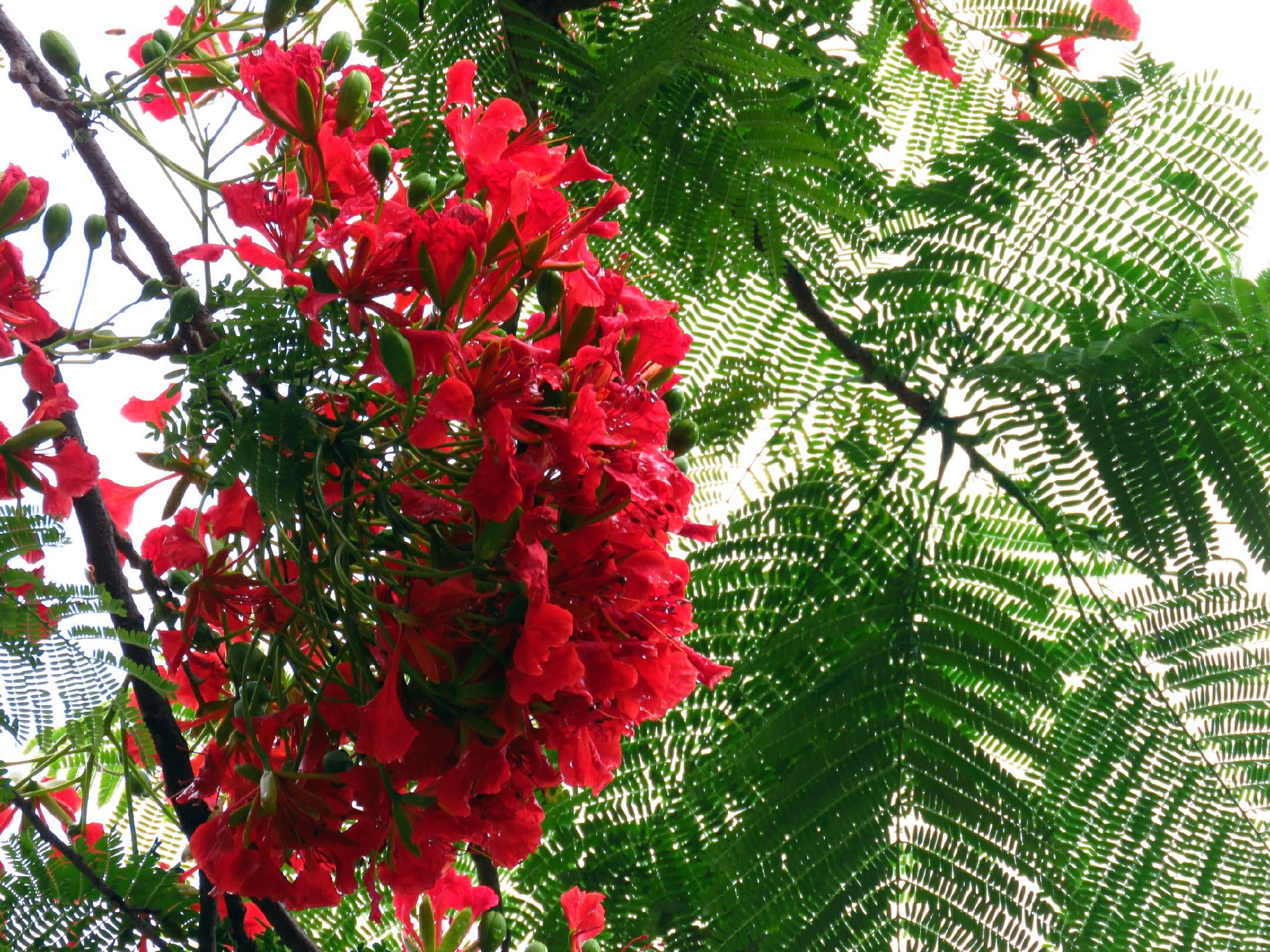 蓝花楹和红花楹的区别