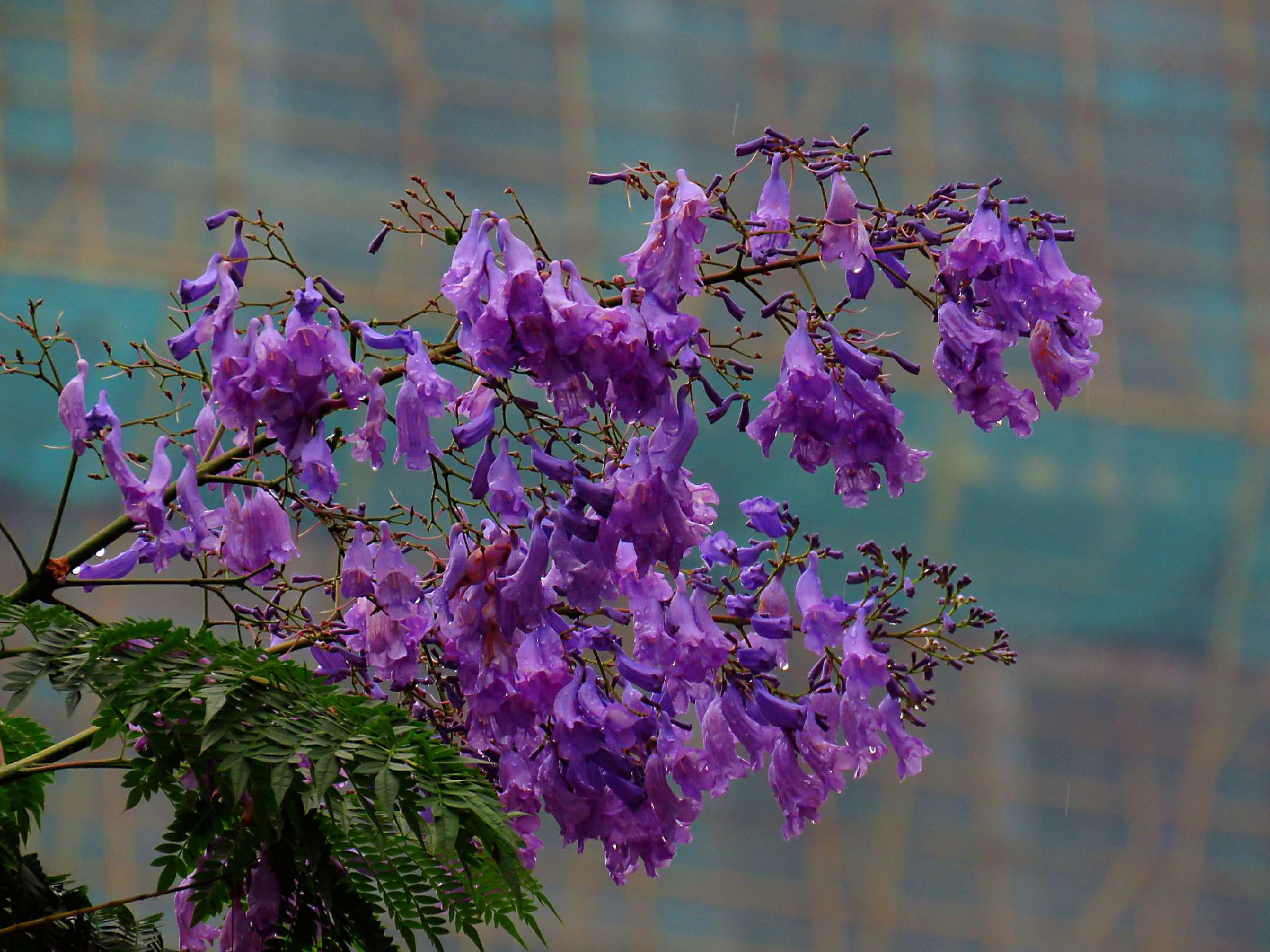 蓝花楹和红花楹的区别