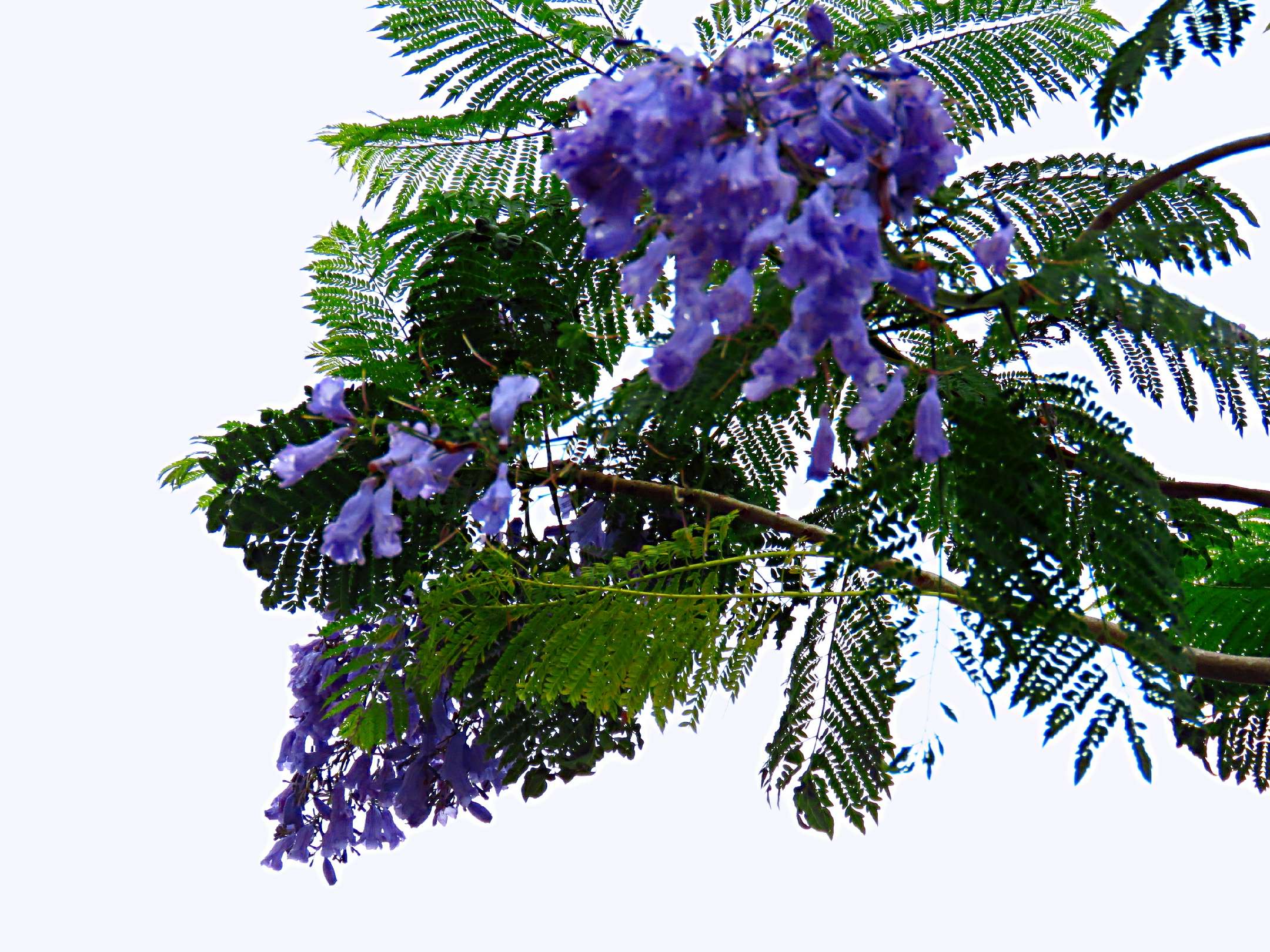 蓝花楹和红花楹的区别