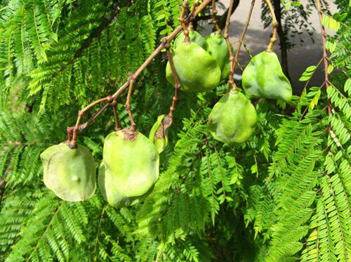 蓝花楹和红花楹叶子的区别