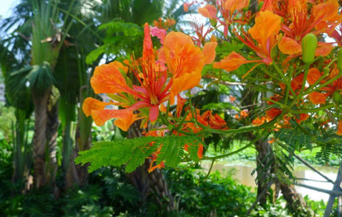 蓝花楹和红花楹叶子的区别