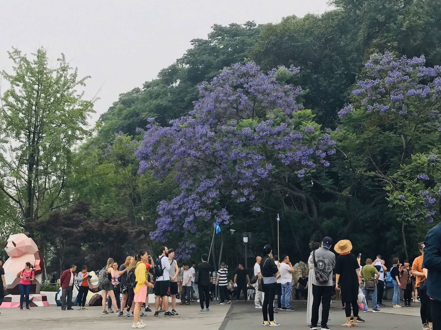 蓝花楹会不会冻死？